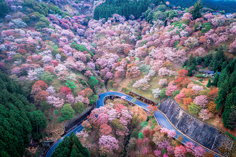 Yoshinoyama