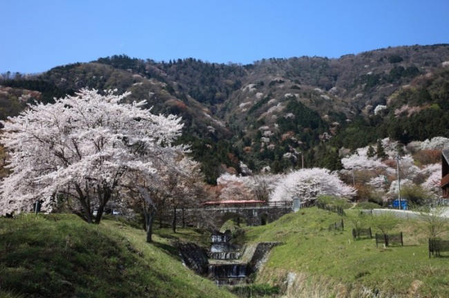 Japan Sakura