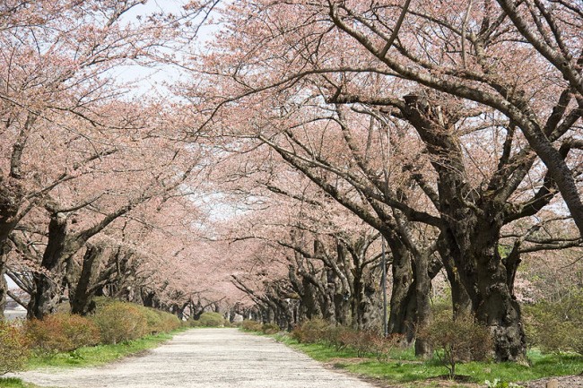Japan Sakura