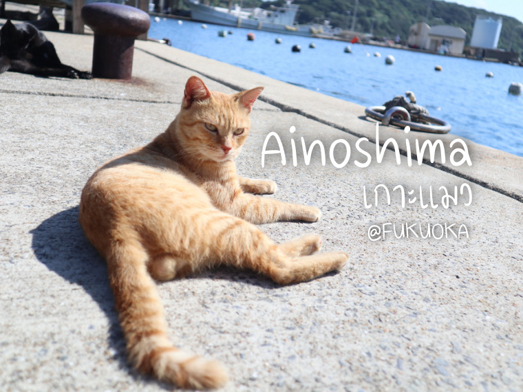 Ainoshima เกาะแมวญี่ปุ่น แห่งฟุกุโอกะ สวรรค์ที่ทาสต้องไป