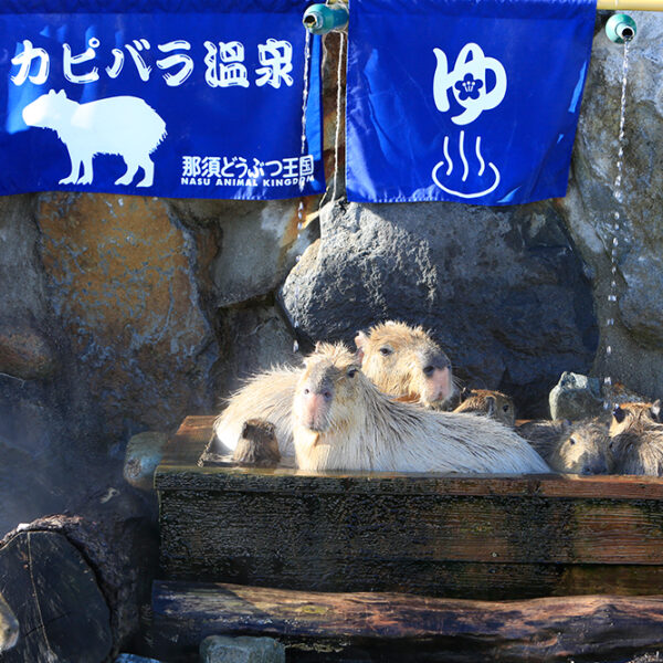 สวนสัตว์ญี่ปุ่น