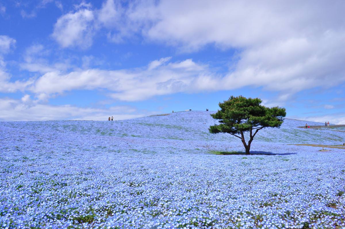 สวนริมทะเลฮิตาชิ ซีไซด์ ปาร์ค (Hitachi Seaside Park)
