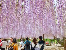 ทริปชวนฝันวันใบไม้ผลิ ชมดอกวิสเทอเรียที่ เมืองโอกาซากิ