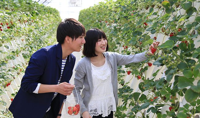 สวนผลไม้ ใกล้โตเกียว 9 พิกัด เก็บกินจุใจ ผลไม้นานาพันธ์ุ
