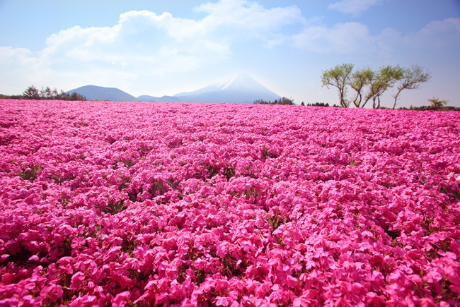 ทัวร์ญี่ปุ่นเมษา ชมสวนดอกไม้เบ่งบานความสุข เห็นวิวฟูจิ กับ WILLER Tour!!!