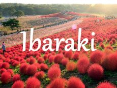 ท่องโลก Ibaraki สัมผัสธรรมชาติหลากสีสัน ใกล้โตเกียว