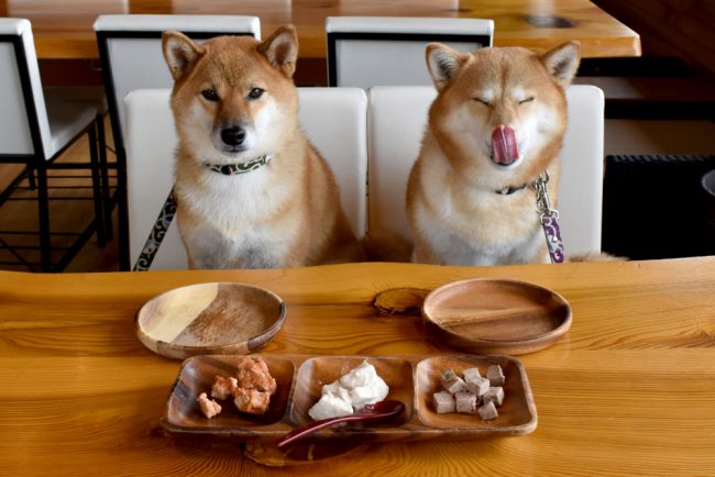 Japan dog cafe