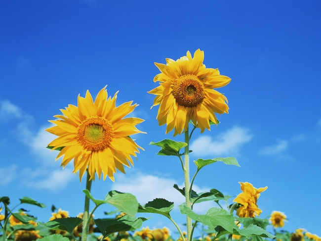 Hokkaido Summer