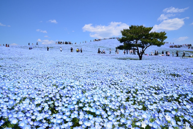 สวน ดอกไม้ ญี่ปุ่น