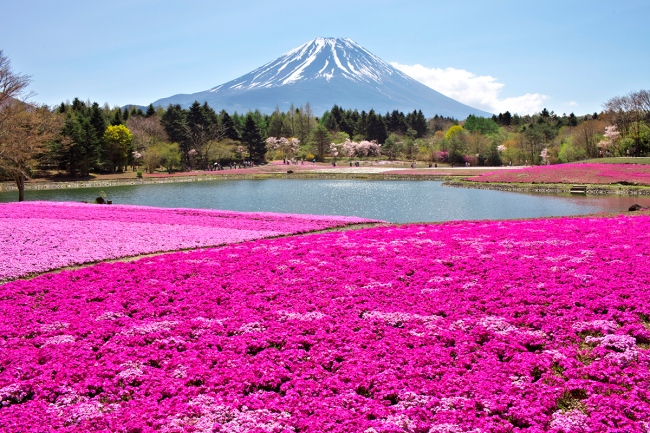 สวน ดอกไม้ ญี่ปุ่น