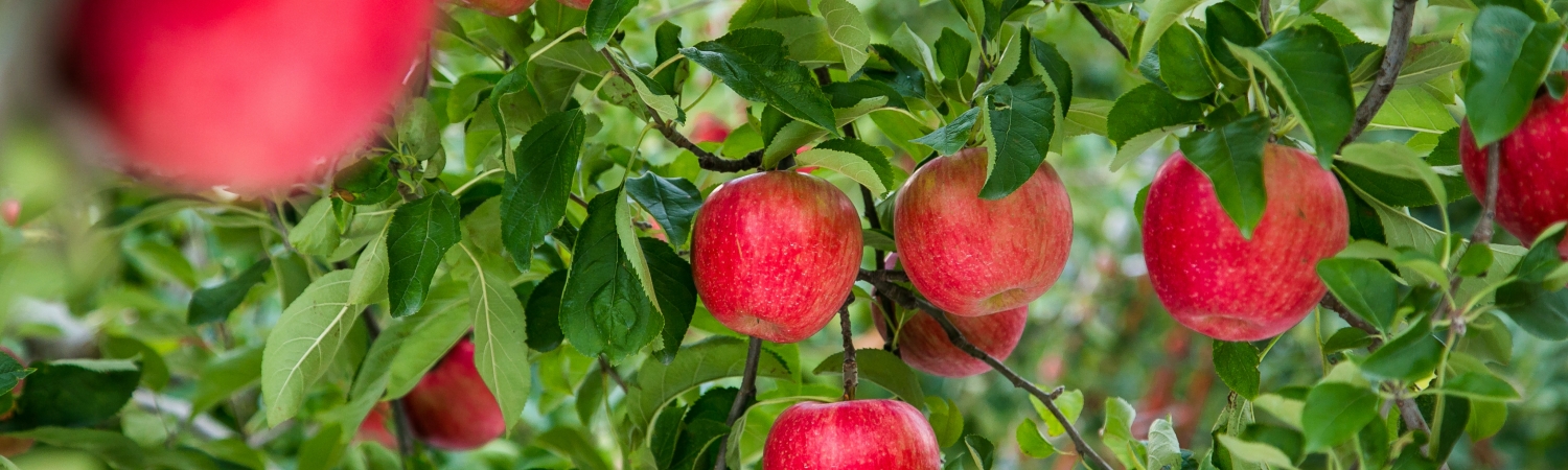 เที่ยวอาโอโมริ ถิ่นแอปเปิ้ลชื่อดัง ไว้พระใหญ่ ธรรมชาติอลังการ