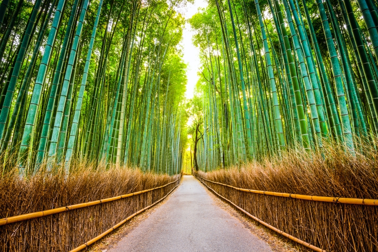  ป่าไผ่　เกียวโต