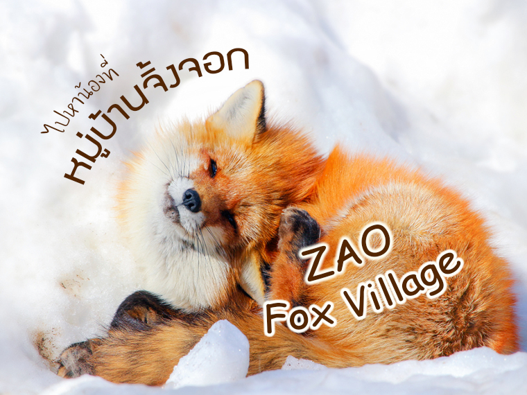 ไปหาน้องจิ้งจอกให้ใจฟู ที่ หมู่บ้านจิ้งจอกญี่ปุ่น Zao Fox Village แห่งมิยางิ