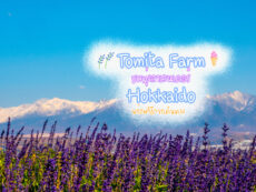 Tomita Farm ชิมไอศครีม ที่ ทุ่งลาเวนเดอร์ ฮอกไกโด พร้อมวิธีการเดินทาง
