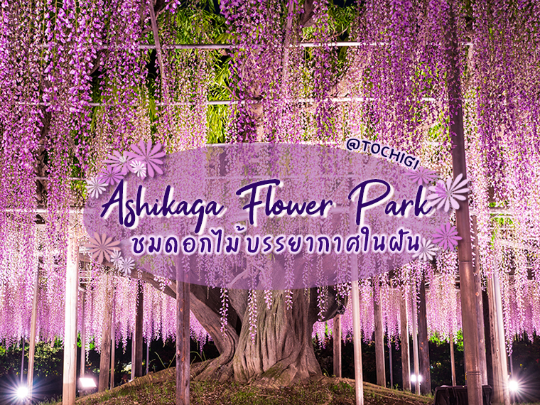 ชมดอกไม้เพลินๆ ตลอดปีที่ สวนดอกไม้อาชิคางะ (Ashikaga Flower Park) แห่งโทชิงิ