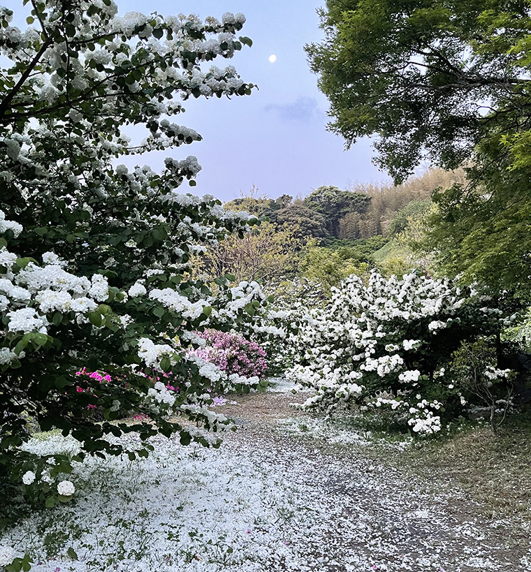 Kawachi Fuji Garden