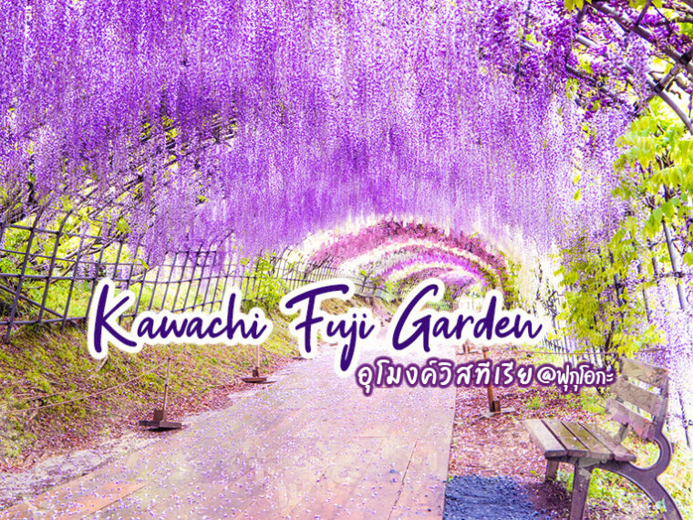 หลงสเน่ห์ อุโมงค์วิสทีเรีย สวนคาวาชิฟูจิการ์เด้น (Kawachi Fuji Garden)