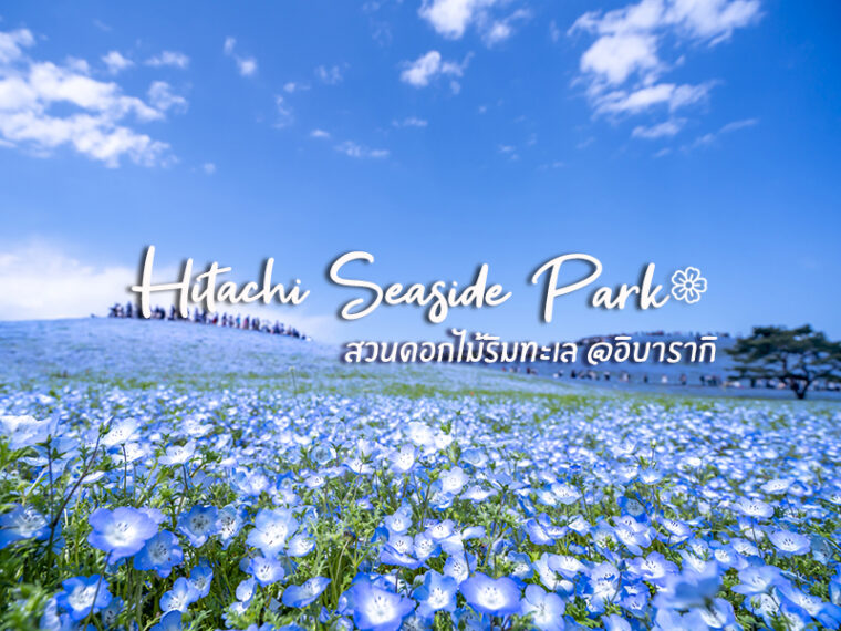 Hitachi Seaside Park ดินแดนแห่งดอกไม้ หลากกิจกรรม สนุกได้ทั้งปี