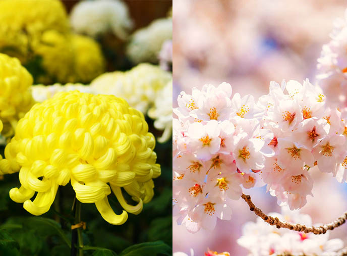 รู้จัก ดอกไม้ประจำชาติญี่ปุ่น คืออะไร : ซากุระ หรือ คิคุ (เบญจมาศ) กันแน่