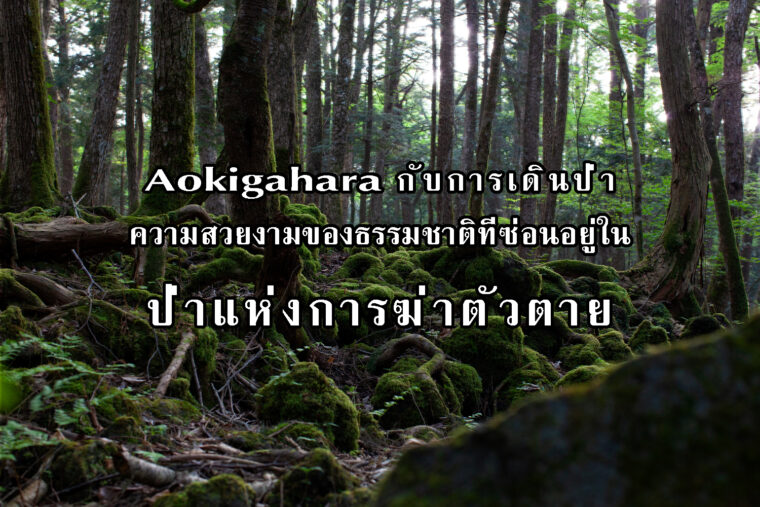Aokigahara ความสวยงามของธรรมชาติที่ซ่อนอยู่ในป่าแห่งการฆ่าตัวตาย