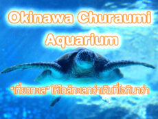 Okinawa Churaumi Aquarium “เที่ยวทะเล” ให้ใกล้กว่าเดิมที่เมืองโอกินาว่า