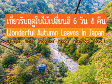 เที่ยวรับฤดูใบไม้เปลี่ยนสี 6 วัน 4 คืน Wonderful Autumn Leaves in Japan