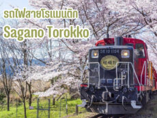 เพลิดเพลินไปกับทัศนียภาพฤดูทั้ง 4 ในญี่ปุ่น ซากุระ ธรรมชาติ ใบไม้เปลี่ยนและหิมะกับรถไฟสายโรแมนติก Sagano Torokko แห่งเกียวโต