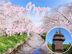 เพลิดเพลินไปกับดอกซากุระ! การท่องเที่ยวในฤดูใบไม้ผลิที่นาโกย่าและไอจิ