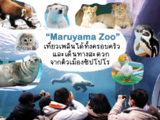 Maruyama Zoo (สวนสัตว์มารุยามะ) เที่ยวเพลินได้ทั้งครอบครัวและเดินทางสะดวกจากตัวเมืองซัปโปโร