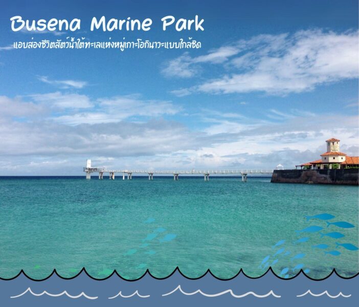 “Busena Marine Park” แอบส่องชีวิตสัตว์น้ำใต้ทะเลแห่งหมู่เกาะโอกินาวะแบบใกล้ชิด