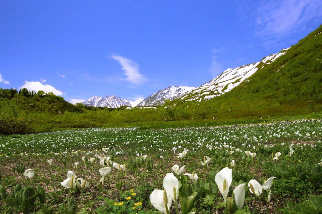 อุทยานธรรมชาติทสึกาอิเคะ (Tsugaike nature park) สถานที่ท่องเที่ยวใกล้ฮา ...