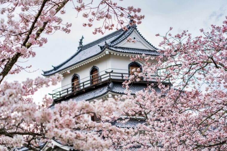 ชมซากุระสุดงามที่ปราสาท Shiroishi Castle แห่งภูมิภาค Tohoku