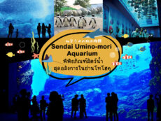 Sendai Umino-mori Aquarium พิพิธภัณฑ์สัตว์น้ำสุดอลังการในย่านโทโฮคุ