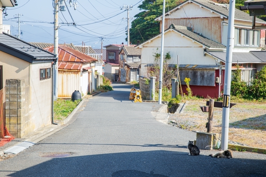 ถูกใจทาสแมว!! Tashirojima เกาะแมว ที่คนรักแมว ต้องไป! - Chill Chill Japan