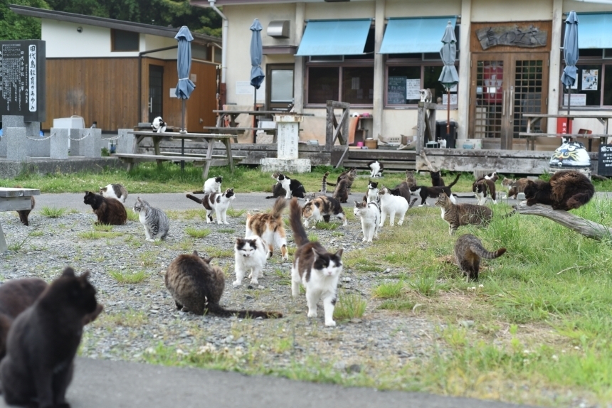 ถูกใจทาสแมว!! Tashirojima เกาะแมว ที่คนรักแมว ต้องไป! - Chill Chill Japan