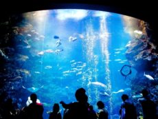 ตระการตากับโลกใต้ทะเลสุดมหัศจรรย์ ที่ Kyoto Aquarium