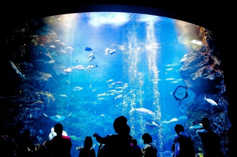 ตระการตากับโลกใต้ทะเลสุดมหัศจรรย์ ที่ Kyoto Aquarium