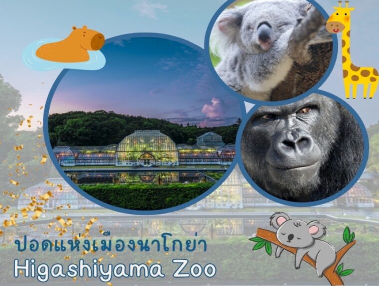 สวนสัตว์และพฤกษศาสตร์ฮิงาชิยามา (Higashiyama Zoo) ปอดสีเขียวแห่งเมืองนาโกย่า