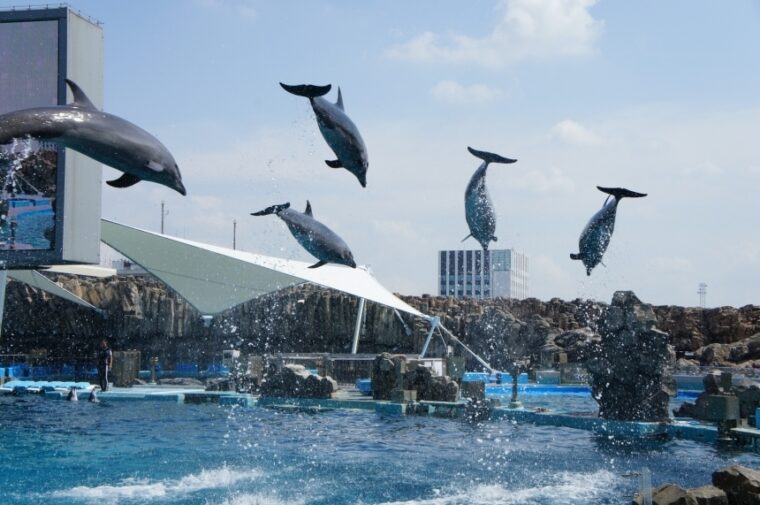 เพลินเพลินกับโลกใต้ทะเลสุดอลังการณ์ที่ Port of Nagoya Public Aquarium