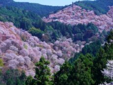 เที่ยวภูเขา Yoshino ดูซากุระภูเขางามสะพรั่ง ที่ทุกคนห้ามพลาด ที่ Nara