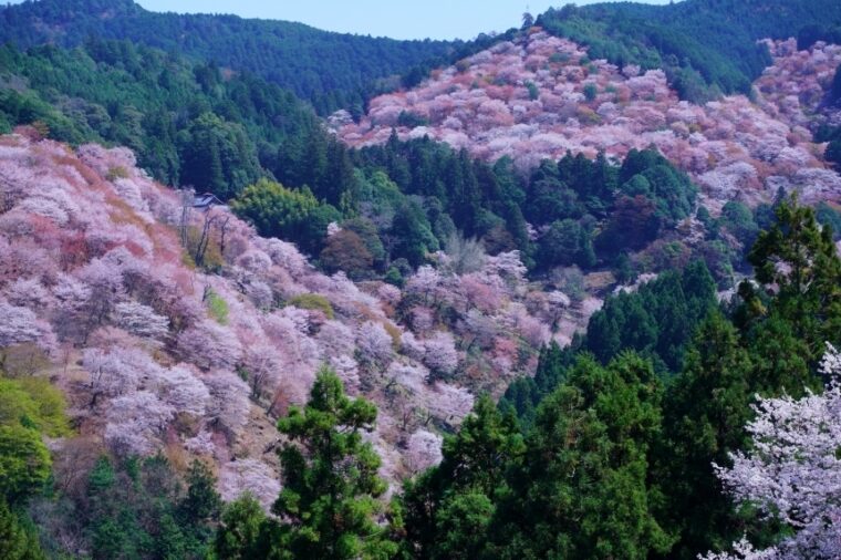 เที่ยวภูเขา Yoshino ดูซากุระภูเขางามสะพรั่ง ที่ทุกคนห้ามพลาด ที่ Nara