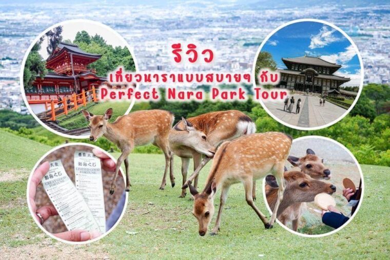 “รีวิว” เที่ยวนาราแบบสุดชิลกับ Perfect Nara Park Tour