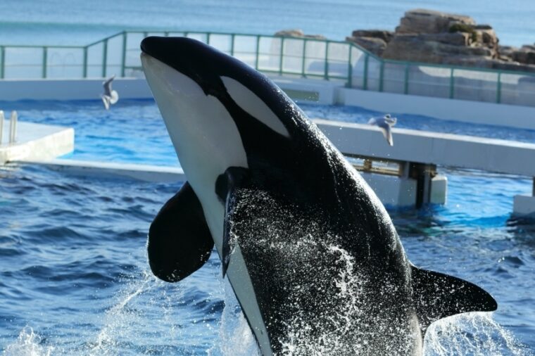 เที่ยว Kamogawa Sea World กัน!!! ชมโชว์ปลาวาฬเพชรฆาตสุดอลังการณ์