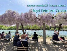 ชมความงามของพันธุ์ไม้ ที่สวนพฤกษศาสตร์  Nagai Botanical Garden