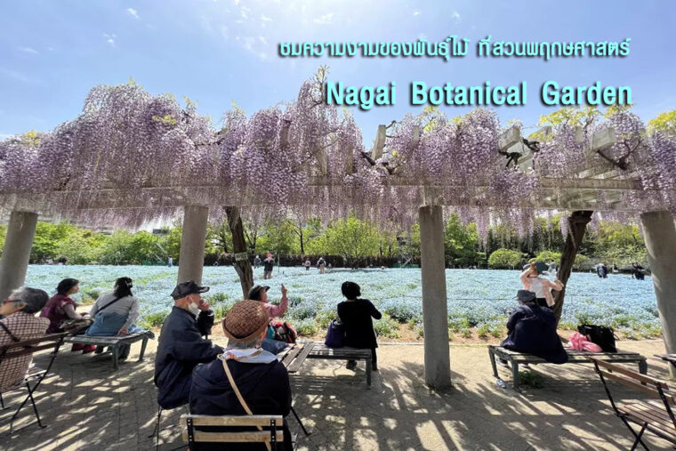 ชมความงามของพันธุ์ไม้ ที่สวนพฤกษศาสตร์  Nagai Botanical Garden