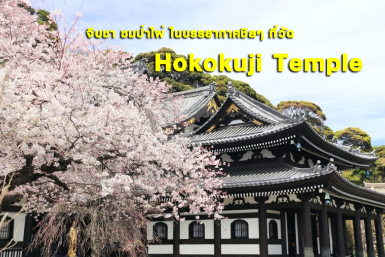 จิบชา ชมป่าไผ่ในบรรยากาศชิลๆ ที่วัด Hokokuji Temple