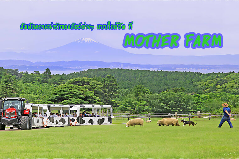 สัมผัสความน่ารักของสัตว์ต่างๆ แบบใกล้ชิด ที่ Mother Farm