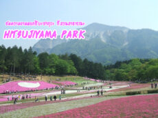 ชมความงามของ ดอกชิบะซากุระ ที่สวนสาธารณะ Hitsujiyama Park