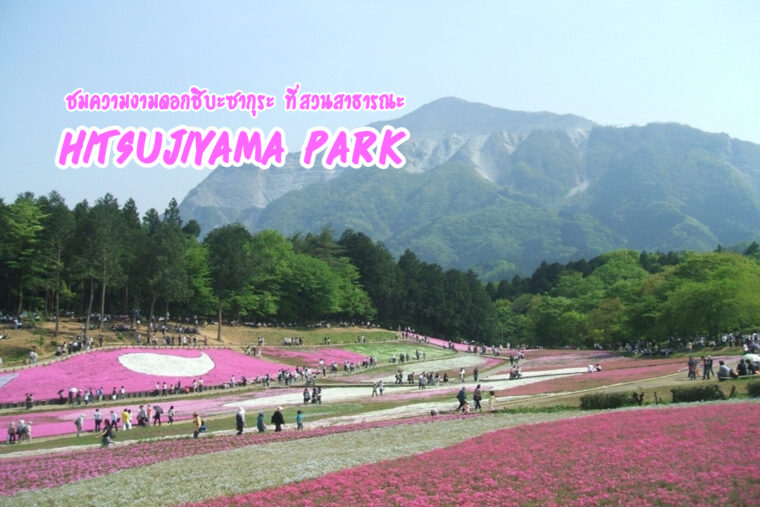 ชมความงามของ ดอกชิบะซากุระ ที่สวนสาธารณะ Hitsujiyama Park