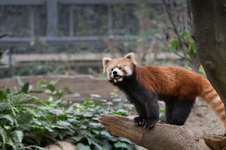 บุกอาณาจักรสัตว์โกเบ แอนิมอล คิงดอม (Kobe Animal Kingdom) สวรรค์ของคนรักสัตว์ที่สามารถใกล้ชิดกับสัตว์น่ารักชนิดต่างๆ ได้